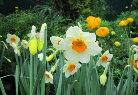 Flowers for a cause 50 - Yellow, Flowers, garden, green, photography, Daffodils, orange