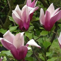 pink magnolia blooms