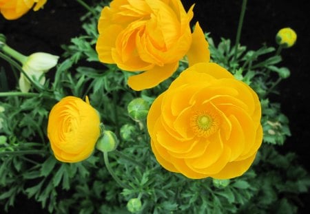 Flowers Symbolizing Friendship 01 - yellow, photography, green, ranunculus, flowers, garden