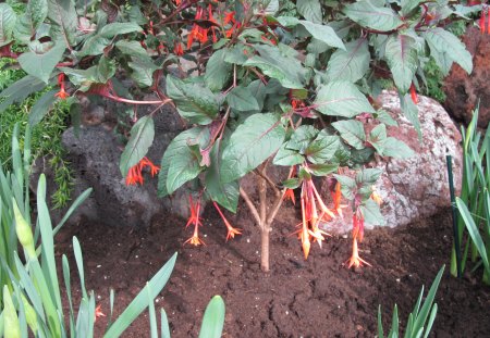 Flowers Symbolizing Friendship 12 - photography, orange, green, flowers, garden