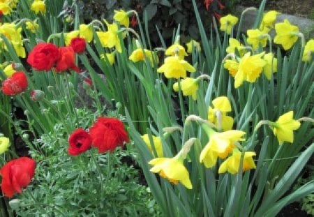 Flowers Symbolizing Friendship 20 - yellow, red, photography, daffodils, green, flowers, garden