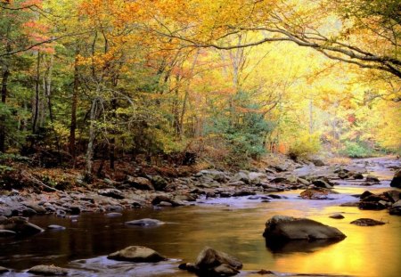 Golden Reflection - river, gold, reflection, sun