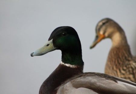 wild ducks - duck, eend, picture, ducks, wallpaper