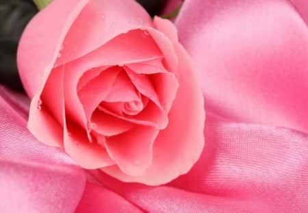 Pink Rose - nature, rose, flower, pink