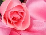 Pink Rose