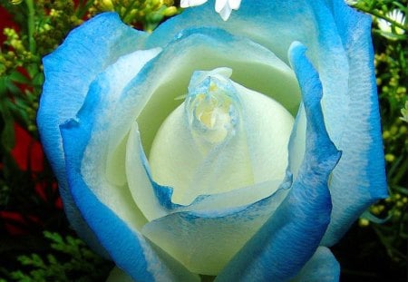 Blue - tint, rose, blue, flower