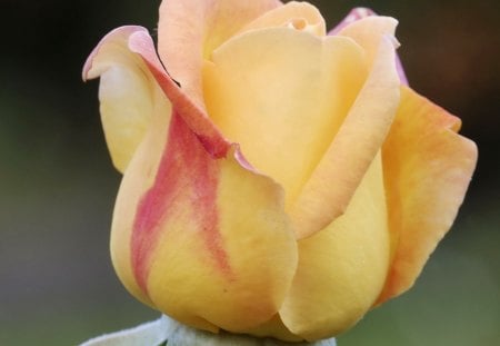 Yellow Rose - nature, yellow, stem, rose, flower