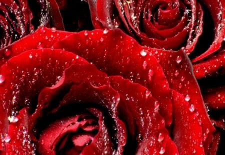 Red Rose - nature, water drops, red, rose, flower