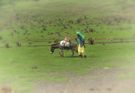 Beast of Burden - beast, sad, burden, ethiopia, animal, donkey, abuse