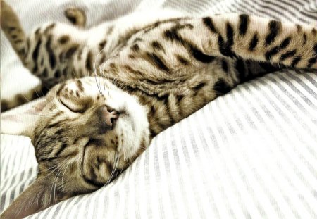 A sleeply cat - laying, sleeply, feline, cat