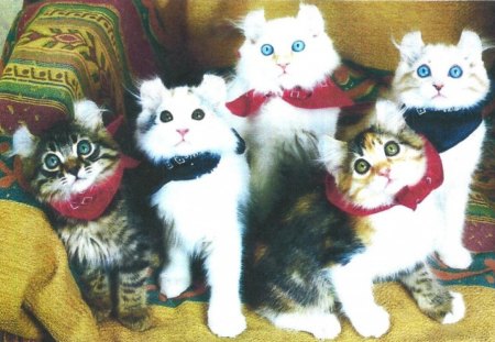 American Curl cats