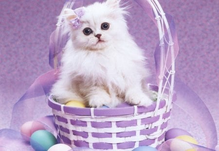 An easter cat in a basket - eggs, easter, basket, cat