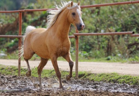 Horse - outdoor, horse, mud, fencing