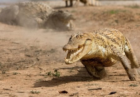 Fast crocodile creature - aligator, running, wild life, crocodile