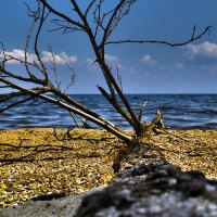 wonderful log on beach with pebbles hdr