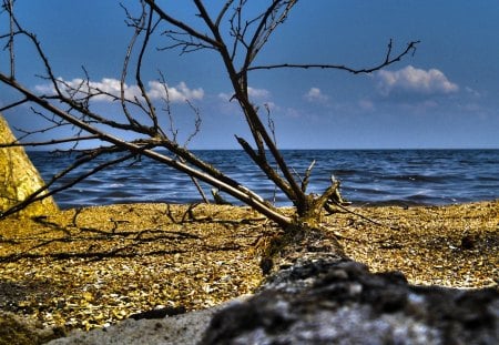 wonderful log on beach with pebbles hdr - branches, beach, log, hdr, pebbles, sea