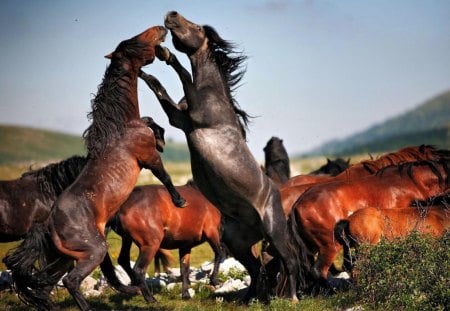 Stalion battle - horses, battle, animals, flock