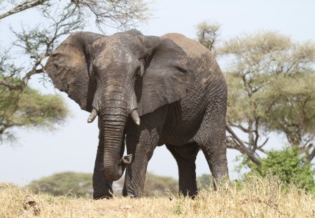 Wonderful elephant - savannah, animal, elephant, wild life