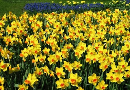 narcissus field - flowers, field, spring, narcissus