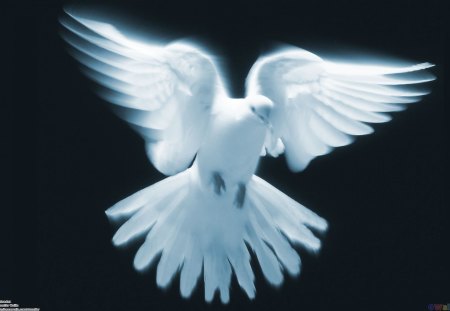 White dove in flight - wings, bird, peace, dove, flight, pigeon