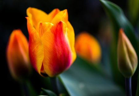 *** Tulips *** - nature, tulips, tulip, flowers, flower