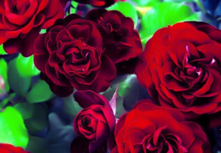 Sleepless - flowers, red, roses, nature