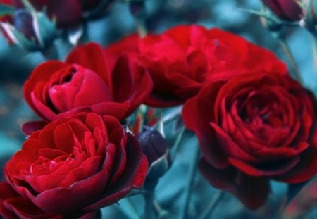 Unsure - nature, flowers, roses, red