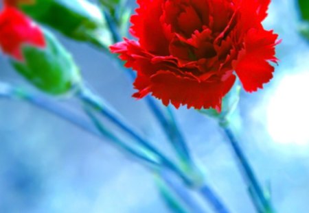 Stay - flowers, red, nature, soft