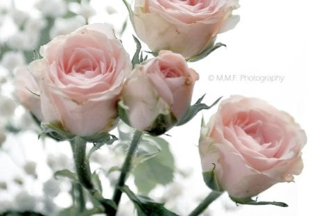 Baby Roses - roses, nature, pink, soft