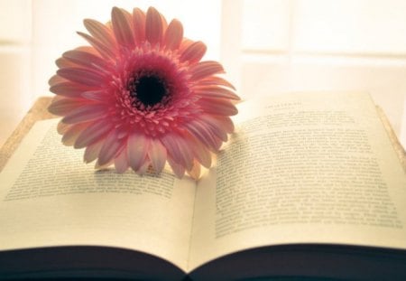 Flower Book - flower, pink, book, soft