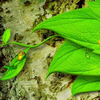 Little green frog