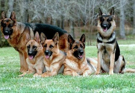 Whole dog family