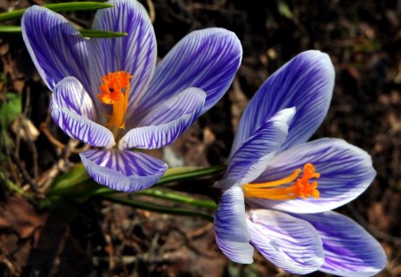 Lovley violet flower