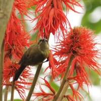 Beautiful Bird