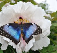 Butterfly on Flower