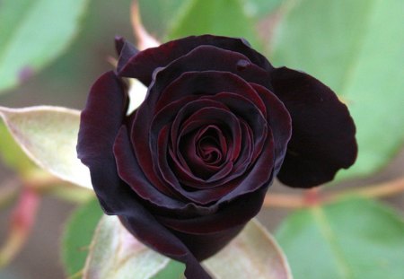 Black Rose Photos Download The BEST Free Black Rose Stock Photos  HD  Images