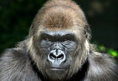 Mrs. Gorilla - portrait, zoo, monkey, gorilla, wild life