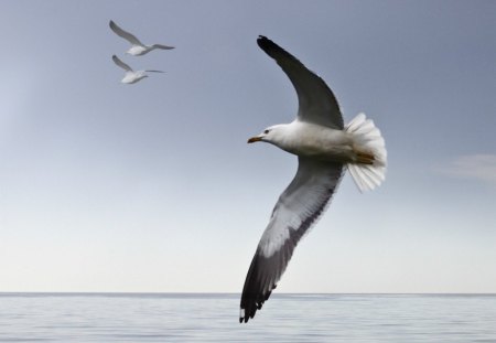 The lonely flyer - seagul, bird, flying, ocean