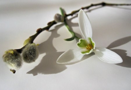 Snowdrop - stil life, spring, snowdrop, flower