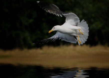 Flying seagul - seagul, bird, flying, wings