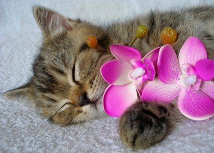 Kitty with flower - flower, pink, cute, beautiful, sweet, cat, dreams, adorable, sleeping, kitty, nice, kitten, lovely, orchid, fluffy