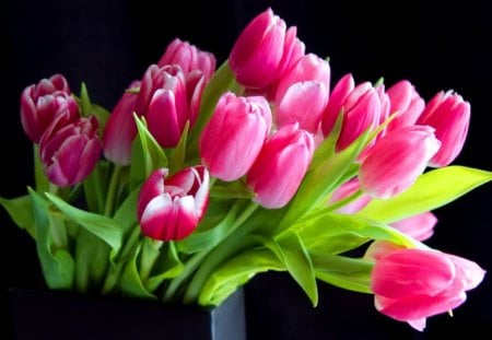 Pink tulips - nice, fresh, freshness, delicate, tulips, tender, bouquet, lovely, still life, pretty, pink, beautiful, flowers