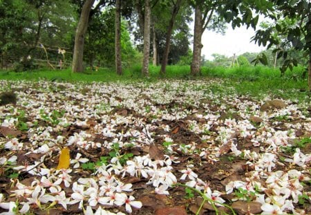 Tung Blossom - fallen flowers, pretty, beautiful, lovely, tung blossom