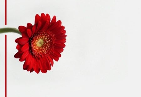 Red gerbara - daisy, gerbara, flower, red