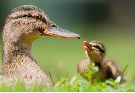 Mother duck - bird, duckling, spring, adorable