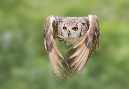 Owl in flight - wings, close up, owl, bird