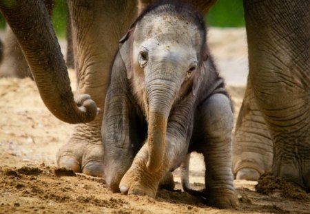 Newborn elephant - zoo, elephant, newborn, wild life