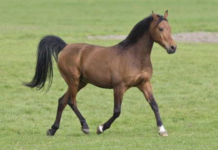 Free at last - proud, animal, tale, horse