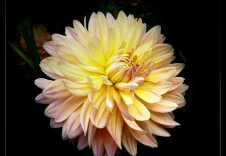 For a while - white, flower, pink, dahlia