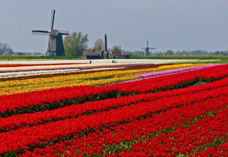 Tulip field - holland, tulips, mill, spring, field